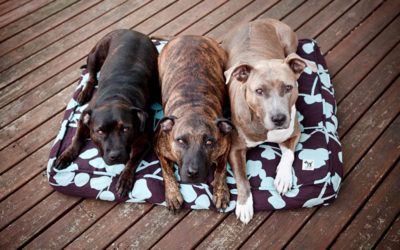 New Bed! | Sydney Dog Photographer