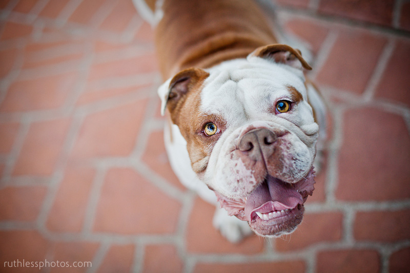 Boston the Bulldog | Sydney Dog Photographer