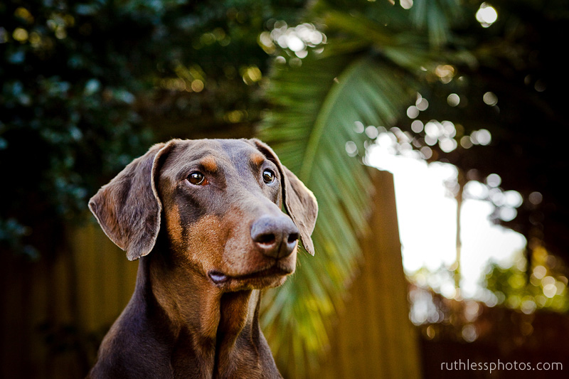 Bindi and Ralf | Sydney Dog Photographer