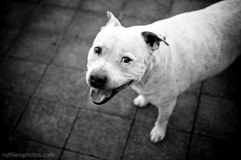 Sam the homeless Staffy | Sydney Dog Photographer