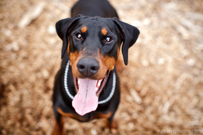Furia the Dobermann | Sydney Dog Photographer