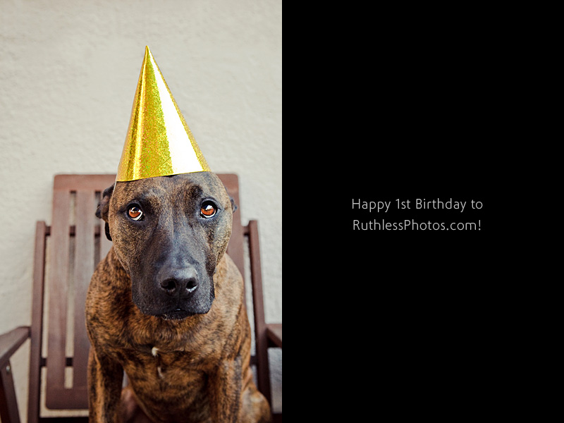 Happy Birthday to me! | Sydney Pet Photographer