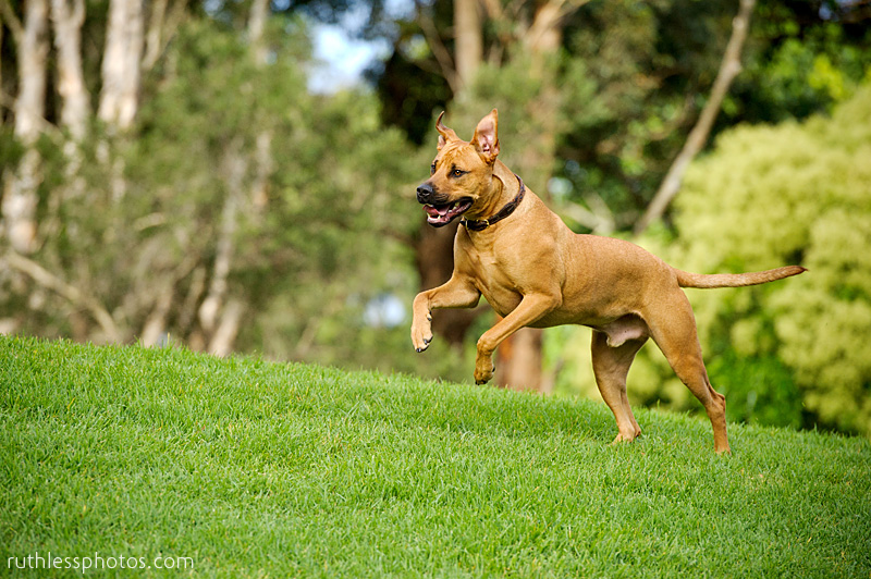 Flying dogs | Sydney Dog Photographer