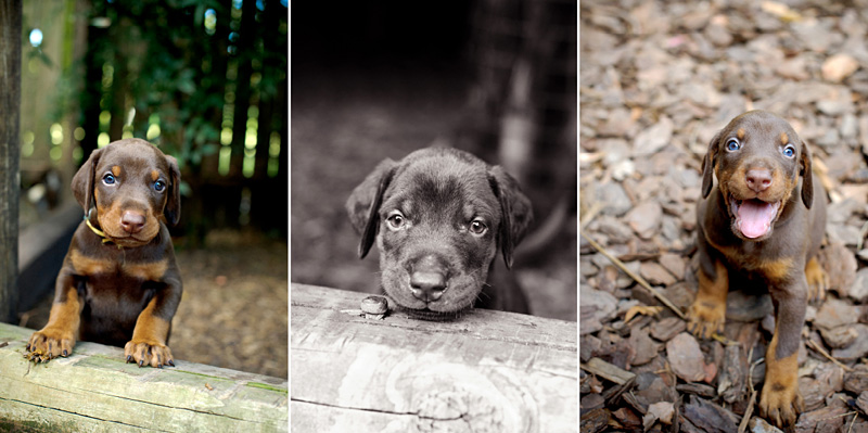 MonElite puppies – Part 1 | Sydney Dog Photographer