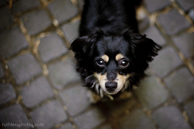 Small but mighty | Sydney Dog Photographer