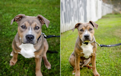 Introducing Bruno | Sydney Dog Photographer