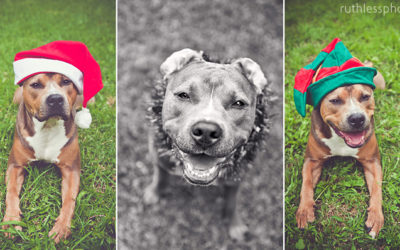 Ho Ho Ho! | Sydney Dog Photographer