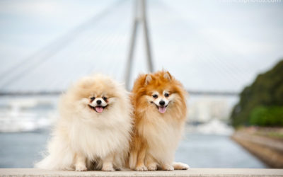 Pepper and Gucci | Sydney Dog Photographer