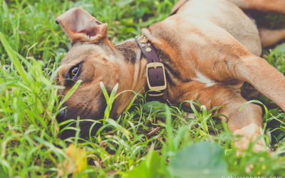 Marley | Sydney Rescue Dog Photographer