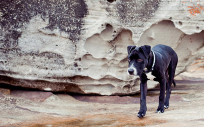 Pommie | Sydney Rescue Dog Photographer