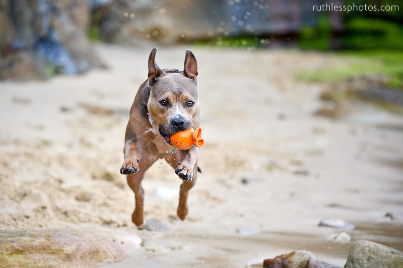 Beach baby Bruno | Sydney Dog Photographer