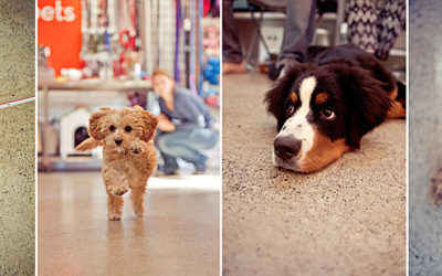 More puppies! | Sydney Dog Photographer