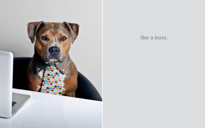 Like a boss | Sydney Dog Photographer