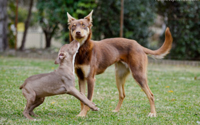 Some very fetching dogs | Sydney Dog Photographer