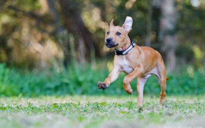 Grey | Sydney Rescue Dog Photographer