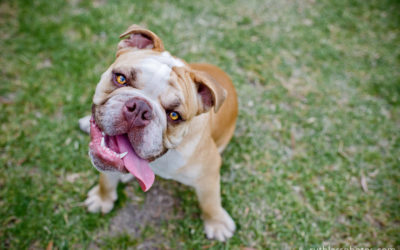 Playtime Dogs | Sydney Dog Photographer