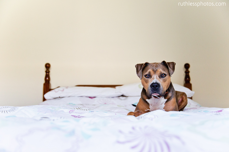 It’s all about Bruno pt5 | Sydney dog photographer