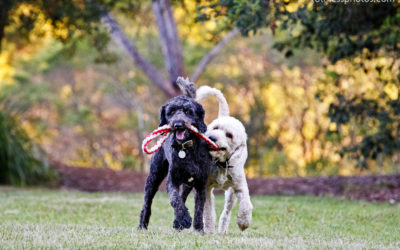 Sam and Bo the Oodles | Sydney Dog Photographer