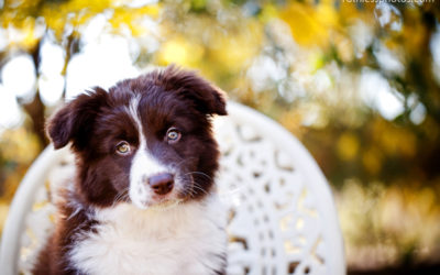 Mink the Border Collie | Sydney Dog Photographer