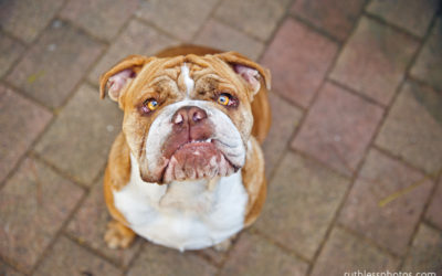Tilly the Aussie Bulldog | Sydney Pet Photographer