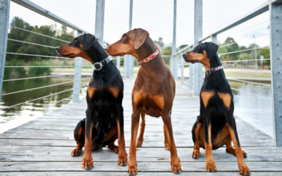 Three generations | Sydney Dog Photographer
