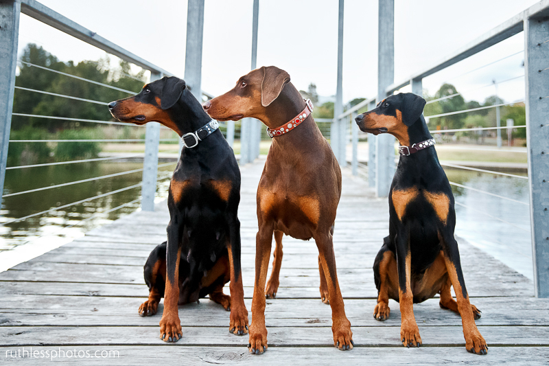 Three generations | Sydney Dog Photographer