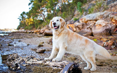 Xas the Golden Oldie | Sydney Dog Photographer
