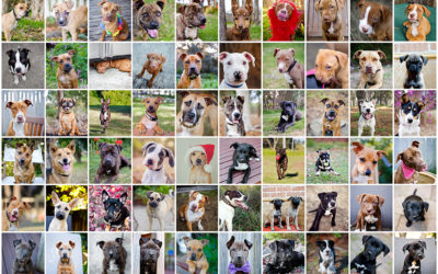 100 very fetching dogs | Sydney Pet Photographer