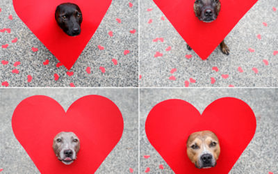 Love is all you need | Sydney Dog Photographer