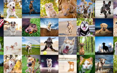 Zoomies Pet Photography Workshop launch