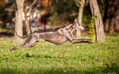 whippet good | canberra dog photographer