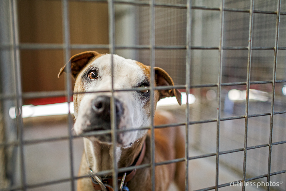 dog behind bars at shelter