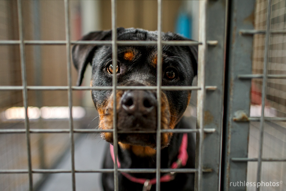 rottweiler behind bars at shelter
