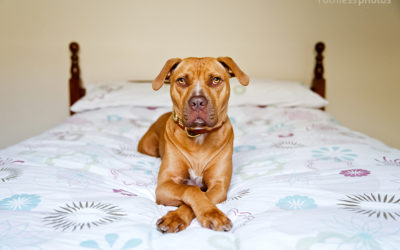 dog models | sydney commercial pet photographer
