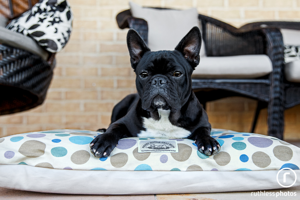 black french bulldog lying on patterned dog bed