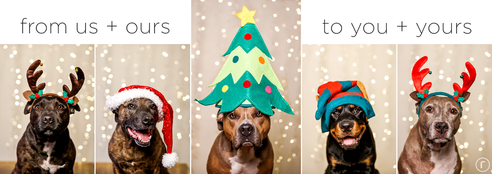 festive dogs in santa hats and antlers pitmas
