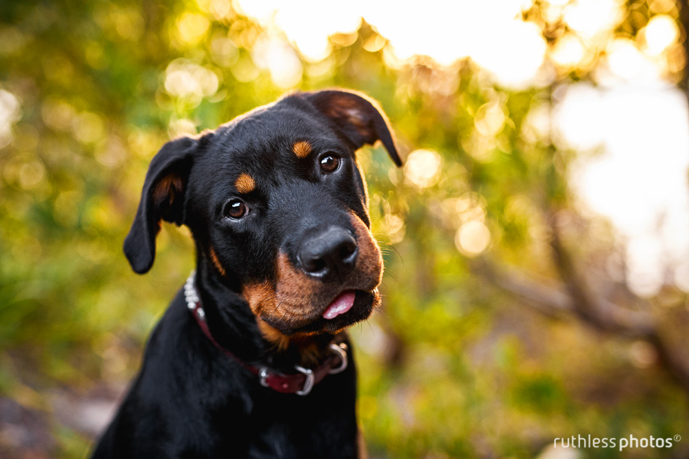 rottweiler puppy head tilt with tongue poking out backlit with bokeh