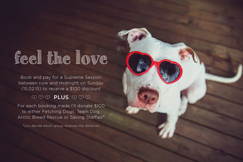 white pit bull type dog wearing red heart sunglasses