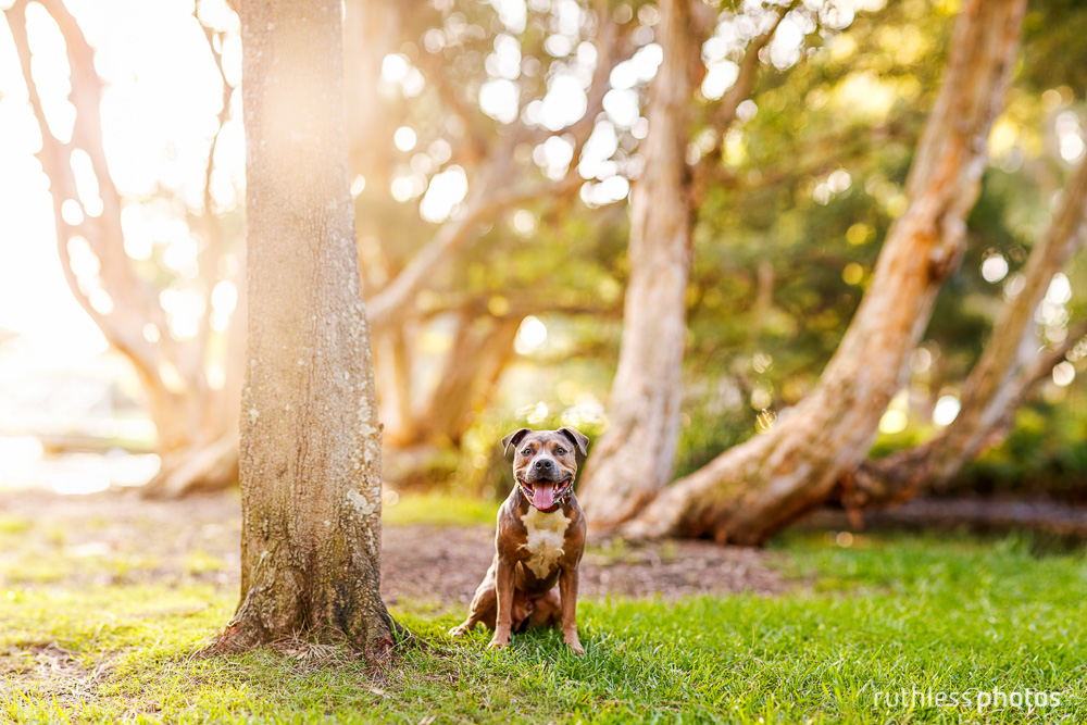 happy pit bull type dog sitting in park bokeh panorama and lens flare