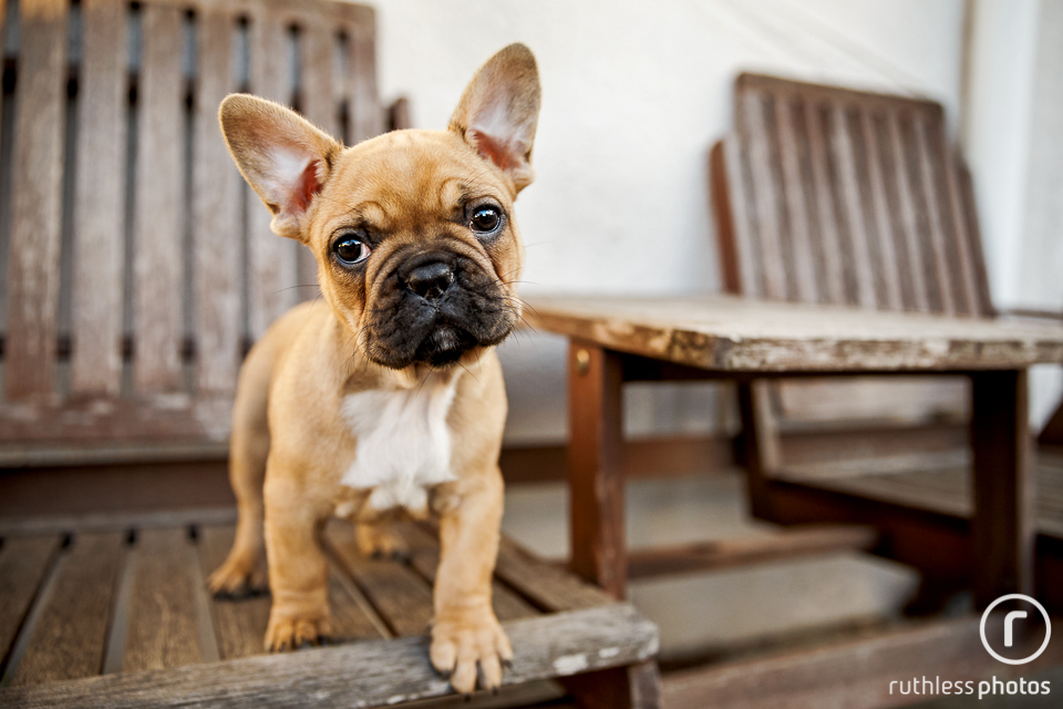 cute fawn french bulldog puppy standing on wooden bench