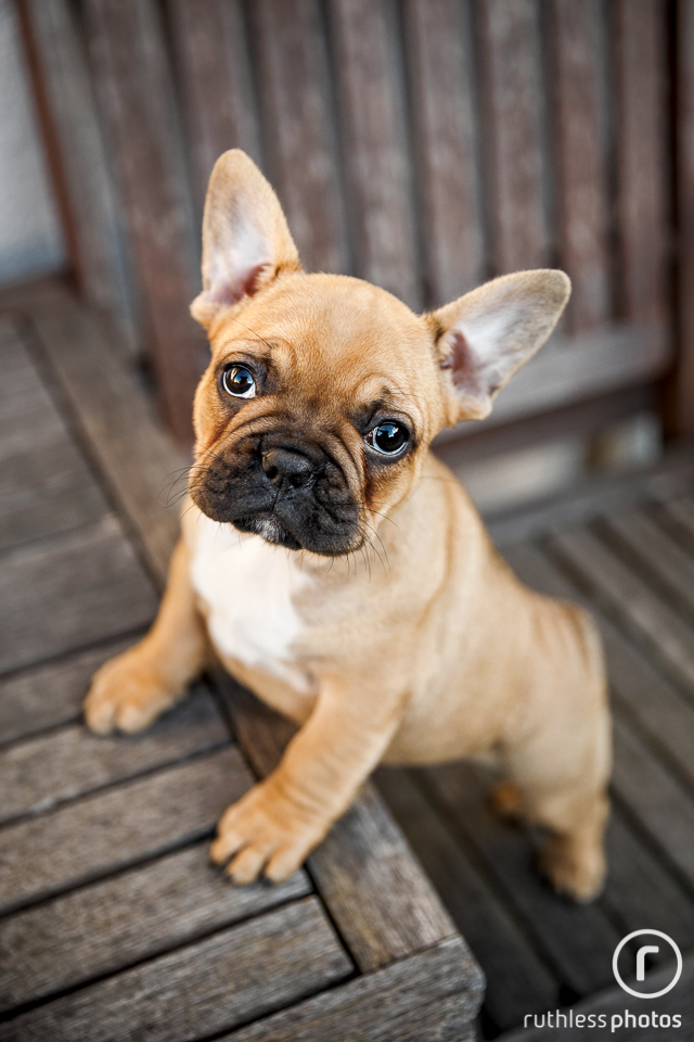 fawn french bulldog puppy standing on wooden bench looking up at camera