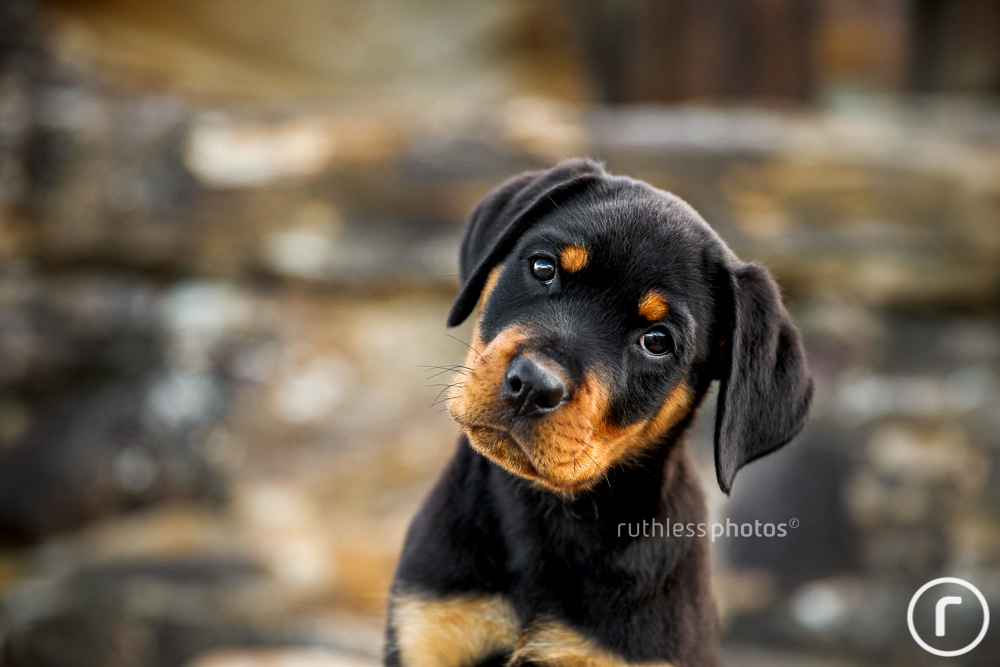 rottweiler puppy headshot on rocks with head tilt