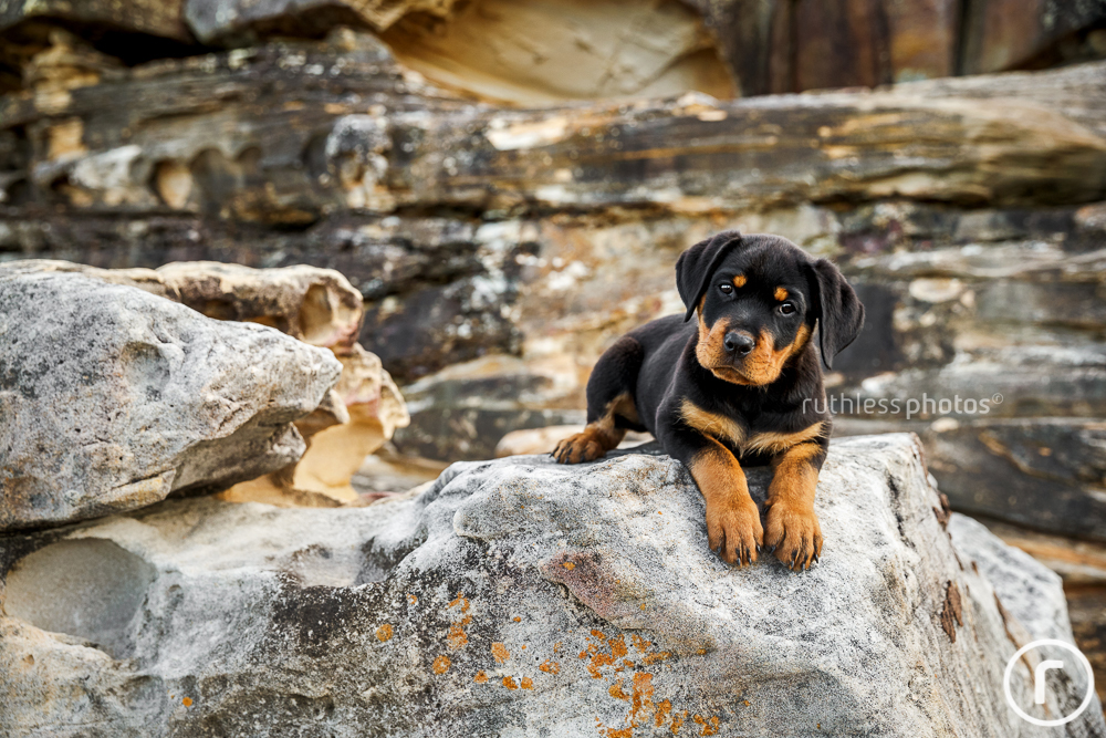 cute rottweiler puppy lying on rocks with head tilt