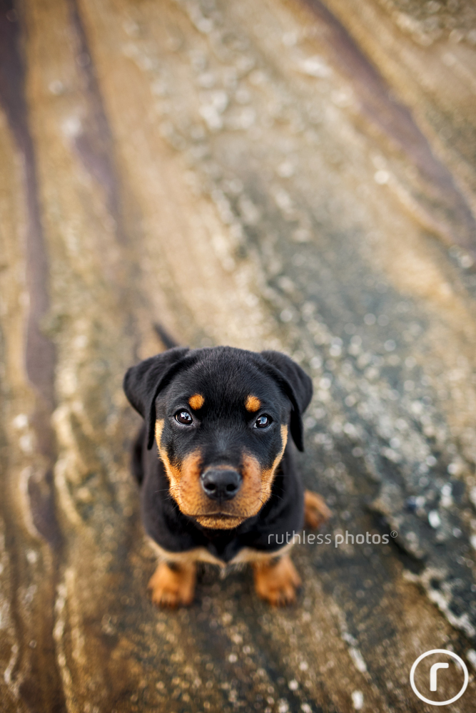 cute rottweiler puppy sitting on rocks looking up at camera