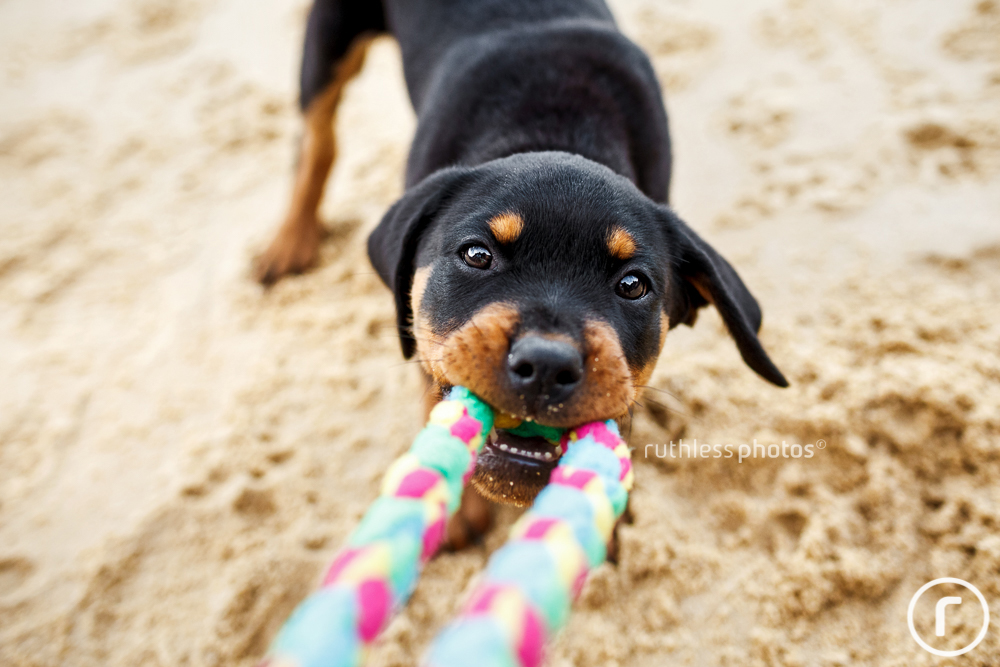 cute rottweiler puppy at beach tugging on toy