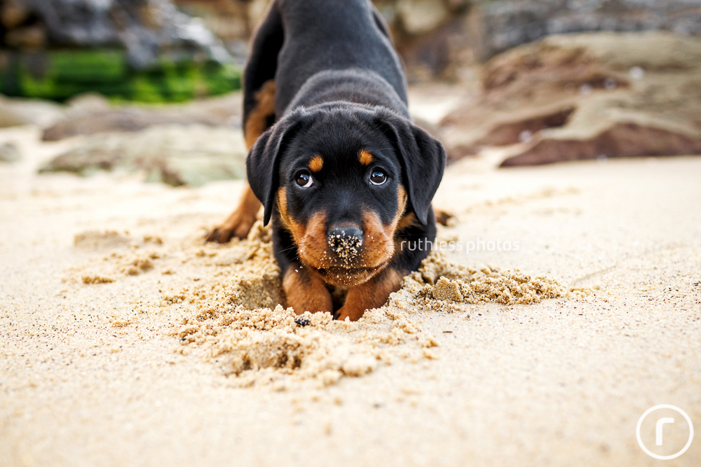 cute rottweiler puppy digging at beach with sand on nose looking guilty