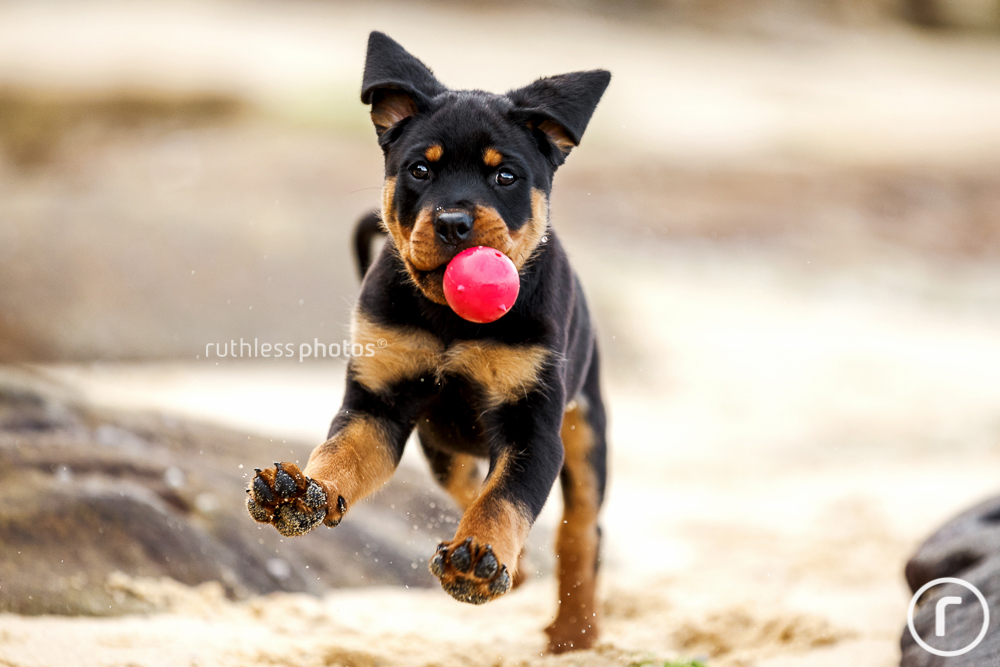 rottweiler puppy running at beach with red ball