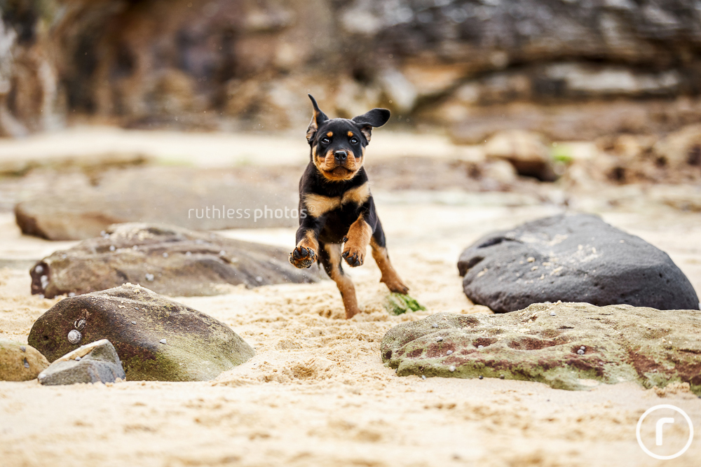 rottweiler puppy running at beach with zoomies