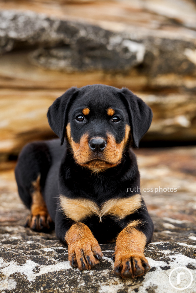 serious rottweiler puppy lying on rocks looking at the camera