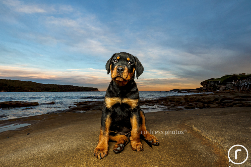 cute rottweiler puppy sitting on rocks at water's edge at sunset shot with off camera flash